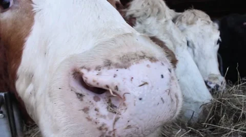 Cows chewing extreme closeup Stock Footage 45263249