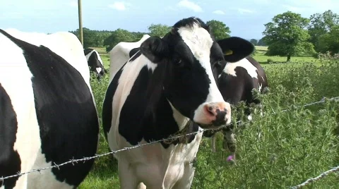Cows Chewing in a Field Stock Footage 285752
