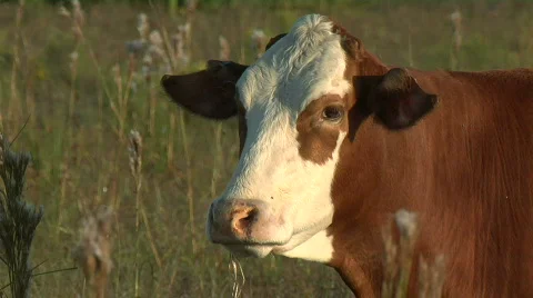 Cows chewing Stock Footage 477487
