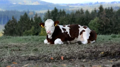 Cows is a chewing grass Stock Footage 57140741