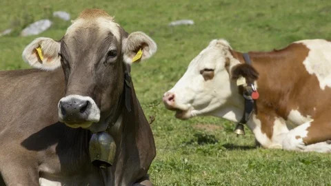 Cows chewing grass Stock Footage 102615955