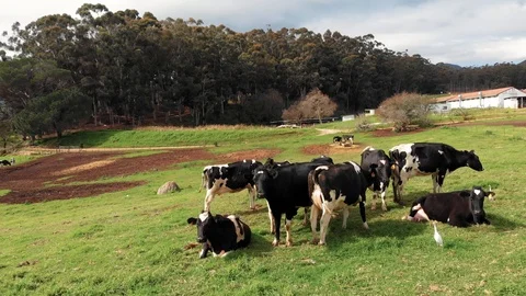 Cows chilling eating grass Stock Footage 105800363
