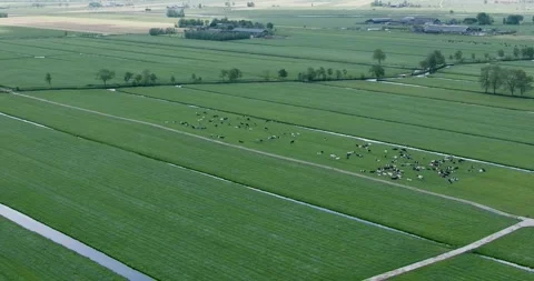 Cows chilling on a field Stock Footage 314572419