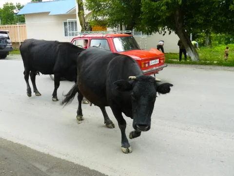 Cows in the city Stock Photos