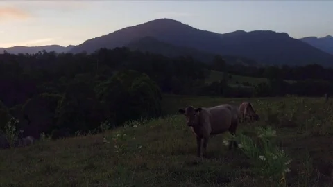 Cows close up on beautiful property Stock Footage 74793854