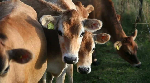 Cows close  Stock Footage 840790