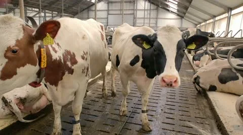 Cows close up Stock Footage 22215312