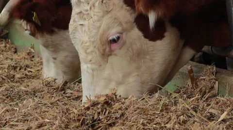 Cows Close Up Stock Footage 32407247