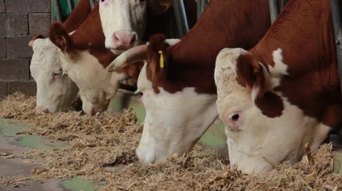 Cows Close Up Stock Footage 32408312