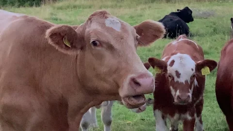 Cows Close Up of Funny Cute Cow Chewing Outdoor in Nature, Sweden, 4K Stock Footage 137125626