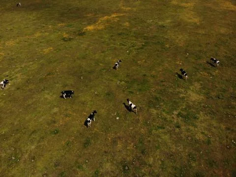 Cows close-up from the top Foto stock