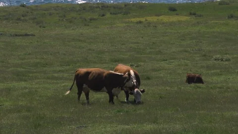 Cows at the coastline, grass Stock Footage 88887593