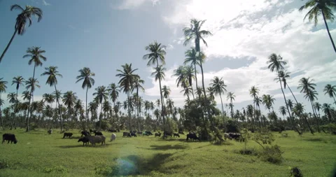 Cows on Coconut Estate 4K Stock Footage 152913140
