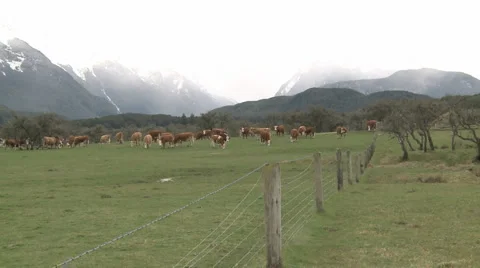 Cows in the cold Stock Footage 1803804