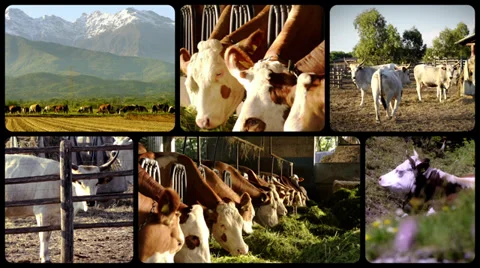 Cows, collage Видео 32510904