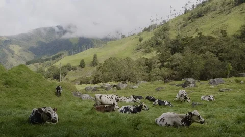 Cows of Colombia (Basic Grade) Stock Footage