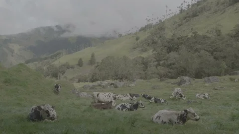 Cows of Colombia (Flat profile) Video stock 87690318
