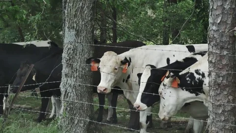 Cows (color graded) 스톡 동영상 75639656