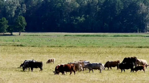 Cows Coloured Meadow Stock Footage 775910