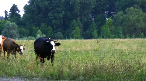 Cows come back home. Stock Footage 519622