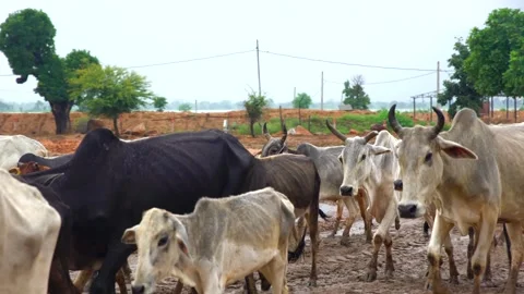 Cows coming to the cowshed Stock Footage 212014747