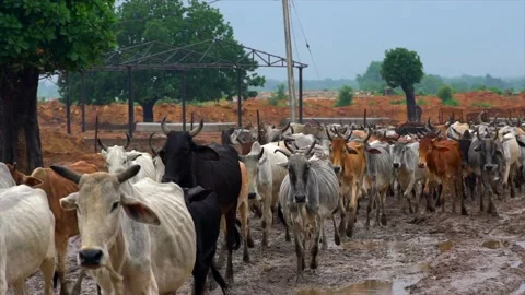 Cows coming to the cowshed high speed shot Stock Footage 212016368