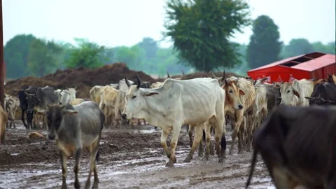 Cows coming to the cowshed india Stock Footage 212014823