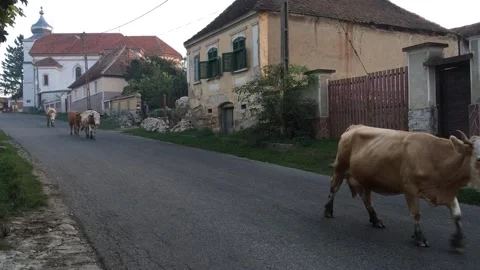 Cows coming for milking, Romania Stock Footage 143838951