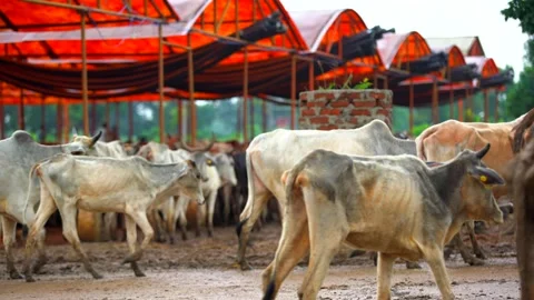 Cows coming to the open cowshed 스톡 동영상 212015655
