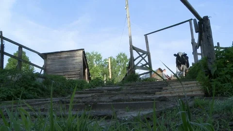Cows coming from the paddock to the pasture view Stock Footage 79720319