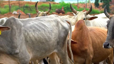 Cows coming to shed, Video stock 212014537