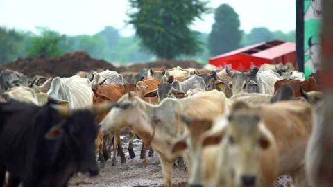 Cows coming shot Stock Footage 212014466