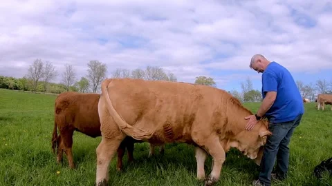 Cows Compete for Affection Like Giant Farm Puppies Stockbeeldmateriaal 272565316