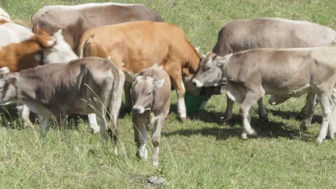 Cows competing for food Video stock 112750396