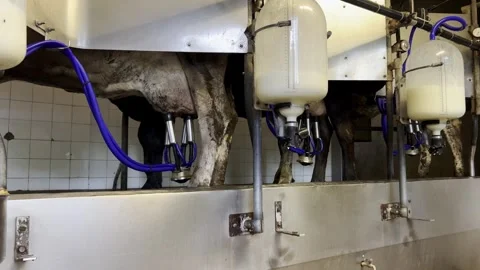 Cows connected to milking machine dairy equipment indoors Видео 279841367