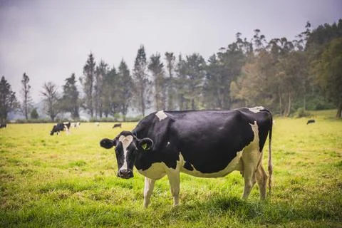 Cows contribute to Greenhouse gas and global warming via methane, a significant Stock Photos