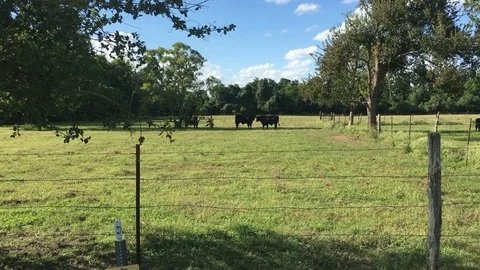 Cows Conversing Vídeos de archivo 100699111