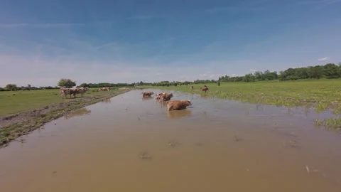 Cows cooling off and bathing in a shallow river on a green meadow. Stock Footage 335353836