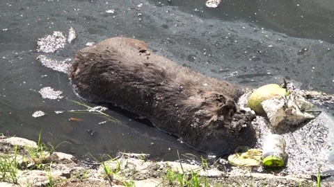 The cows corpse is floating down the river Stock Footage 342821576