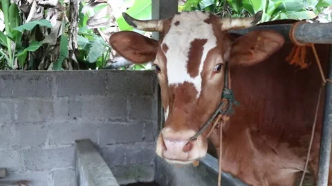 Cows in corral on the farm. Stock Footage 240593751