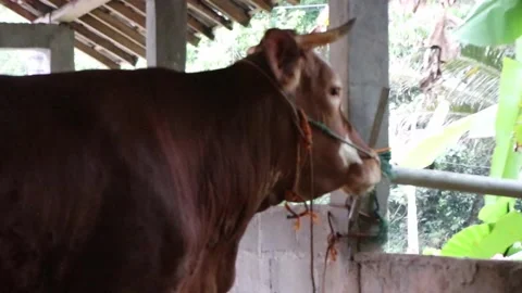 Cows in corral on the farm. Stock Footage 240596659