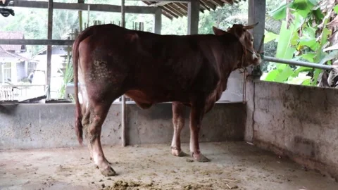 Cows in corral on the farm. Stock Footage 240596662