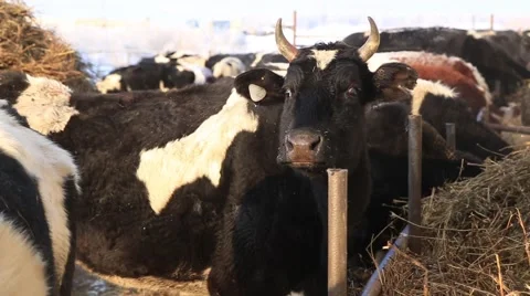 Cows in the corral Stock Footage 60942376
