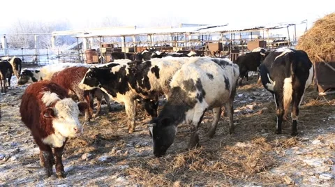 Cows in the corral 스톡 동영상 60942412