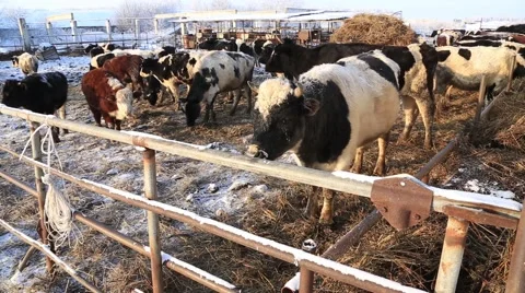 Cows in the corral 스톡 동영상 60942452