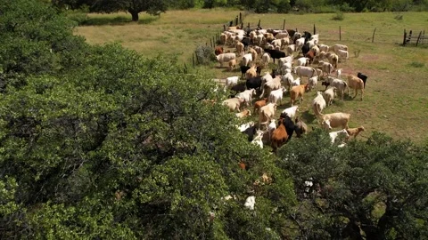 Cows in corral with their calves 1 Stock Footage 229360736