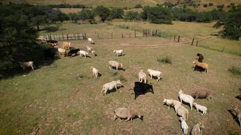 Cows in corral with their calves 2 Stock Footage 229360200