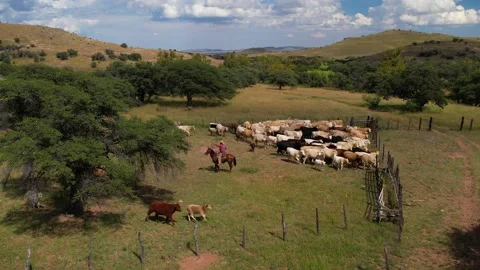 Cows in corral with their calves 3 Stock Footage 229360810
