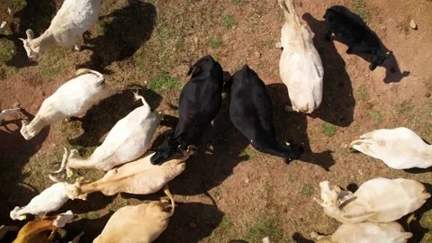 Cows in corral with their calves 4 Stock Footage 229361480