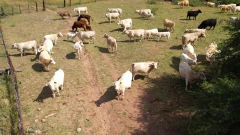 Cows in corral with their calves 5 Stock Footage 229360126
